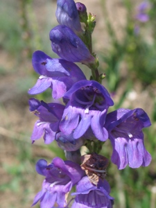 Penstemon spp.